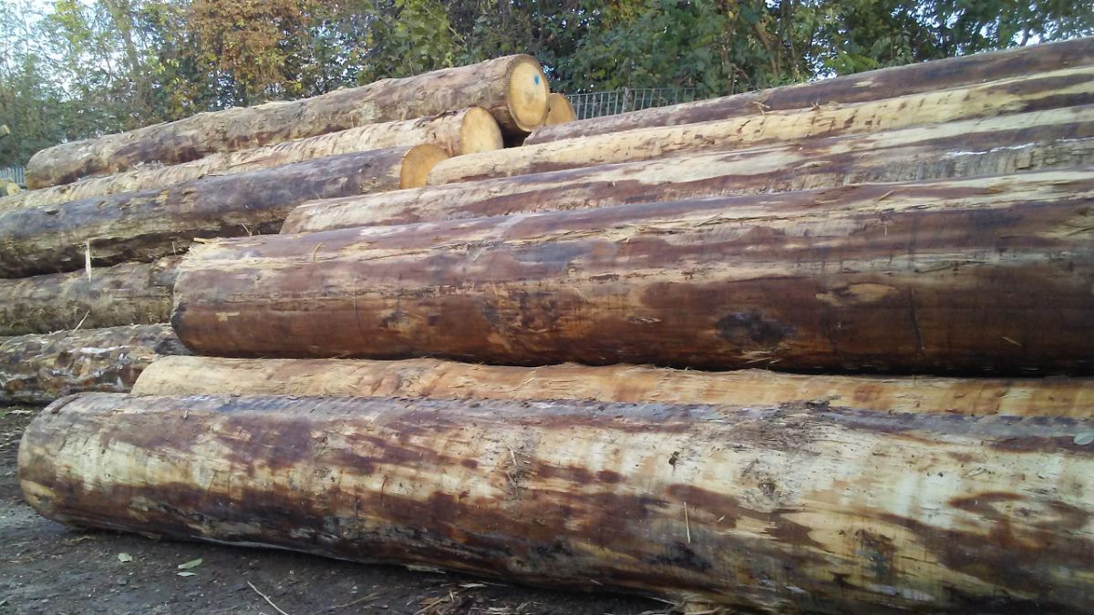Segheria a Cuneo e lavorazioni del legno in Piemonte: dal tronco al prodotto finito